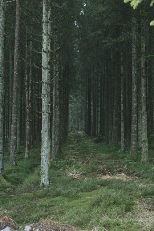 Free Serene forest path lined with tall evergreen trees offering a peaceful nature escape. Stock Photo