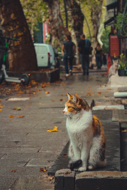 Close-Up Shot of a Calico Cat Sitting on the Bench