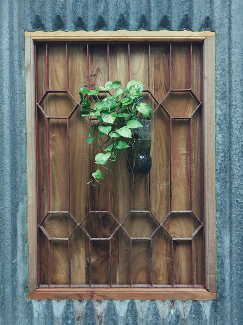 Decorative Plant in Window