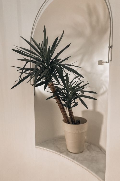 Free Elegant indoor potted plant in a bright archway, showcasing minimalist decor. Stock Photo