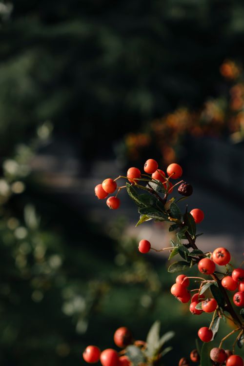 Free Vibrant red rowan berries on a branch against a blurred green background. Stock Photo