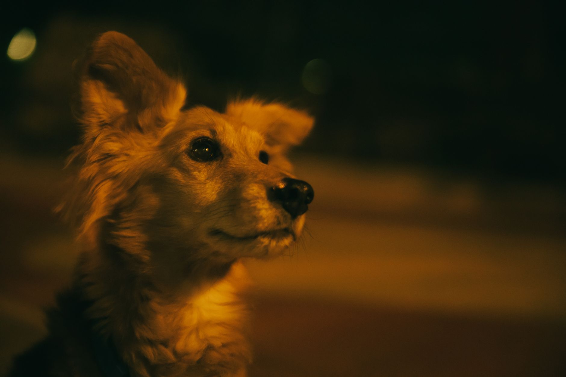 Portrait of a dog at a veterinary clinic
