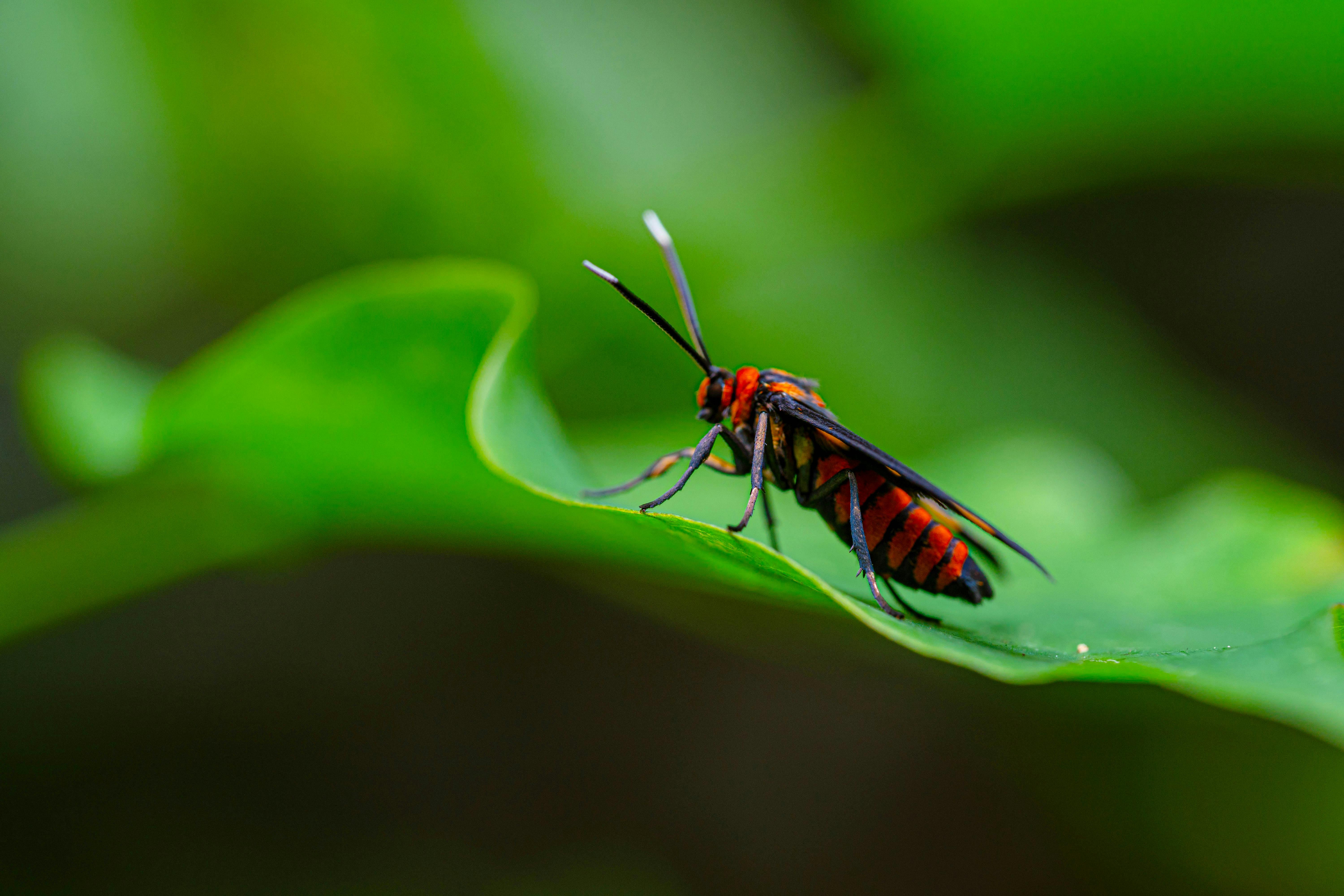 A Red and Black Mason Wasp on Green Leaf · Free Stock Photo