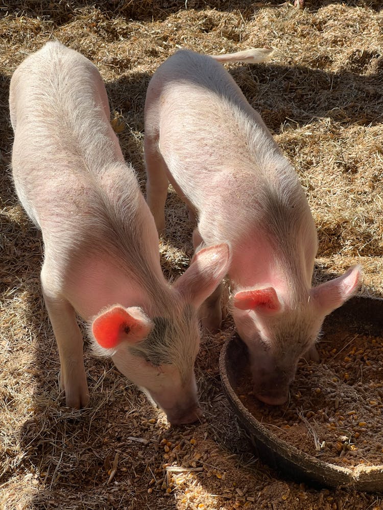 Photo Of Pigs Eating On The Ground