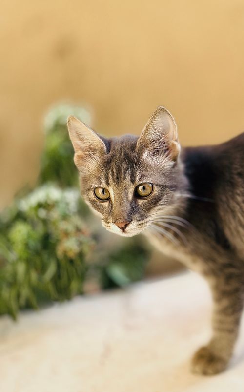 Free Cat Stock Photo