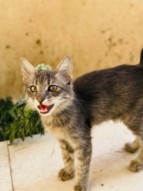 Free Cat Stock Photo