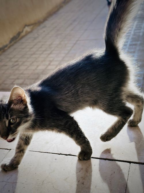 Free Cat Stock Photo