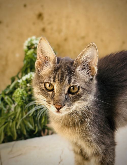 Free Cat Stock Photo