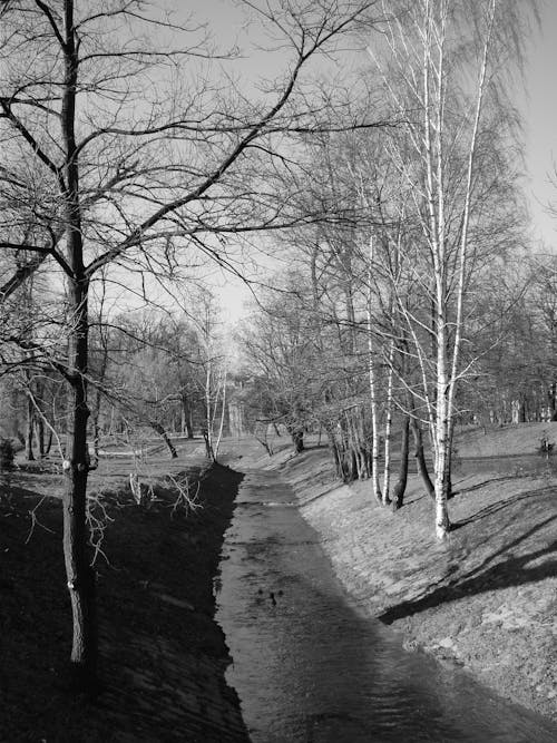 Black and White Photo of Creek Running through Park