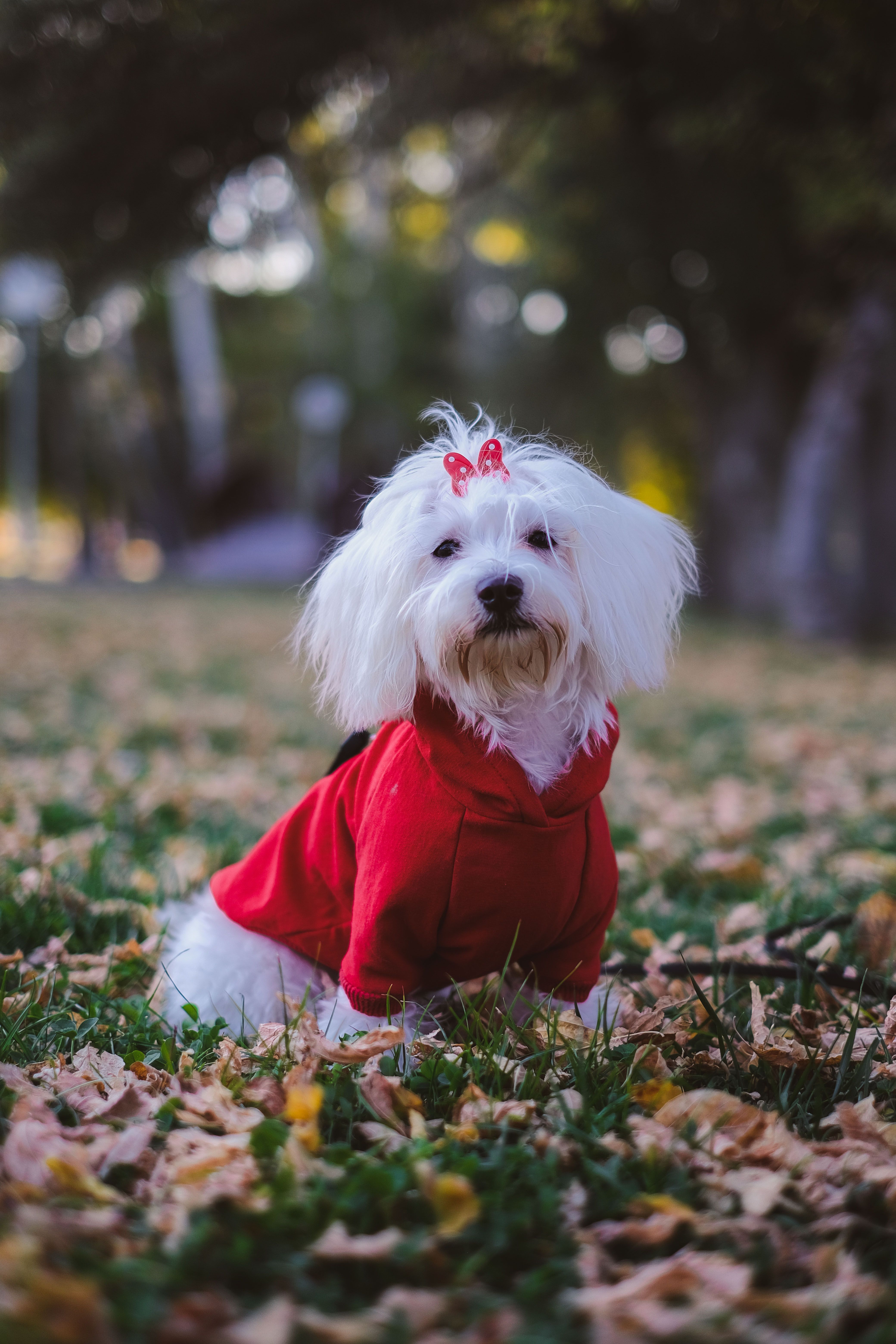 Dog in a hoodie outdoors — relaxed posture and natural engagement with the environment indicate comfortable clothing acceptance