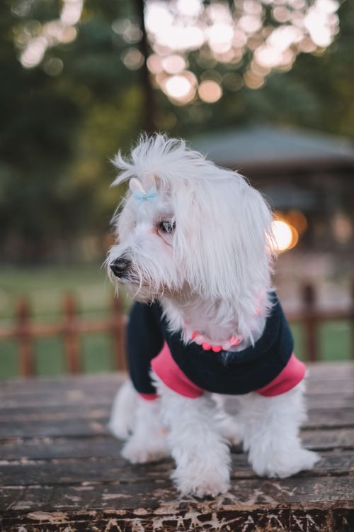 Free Adorable Maltese dog wearing a sweater on a wooden surface in an outdoor park. Stock Photo