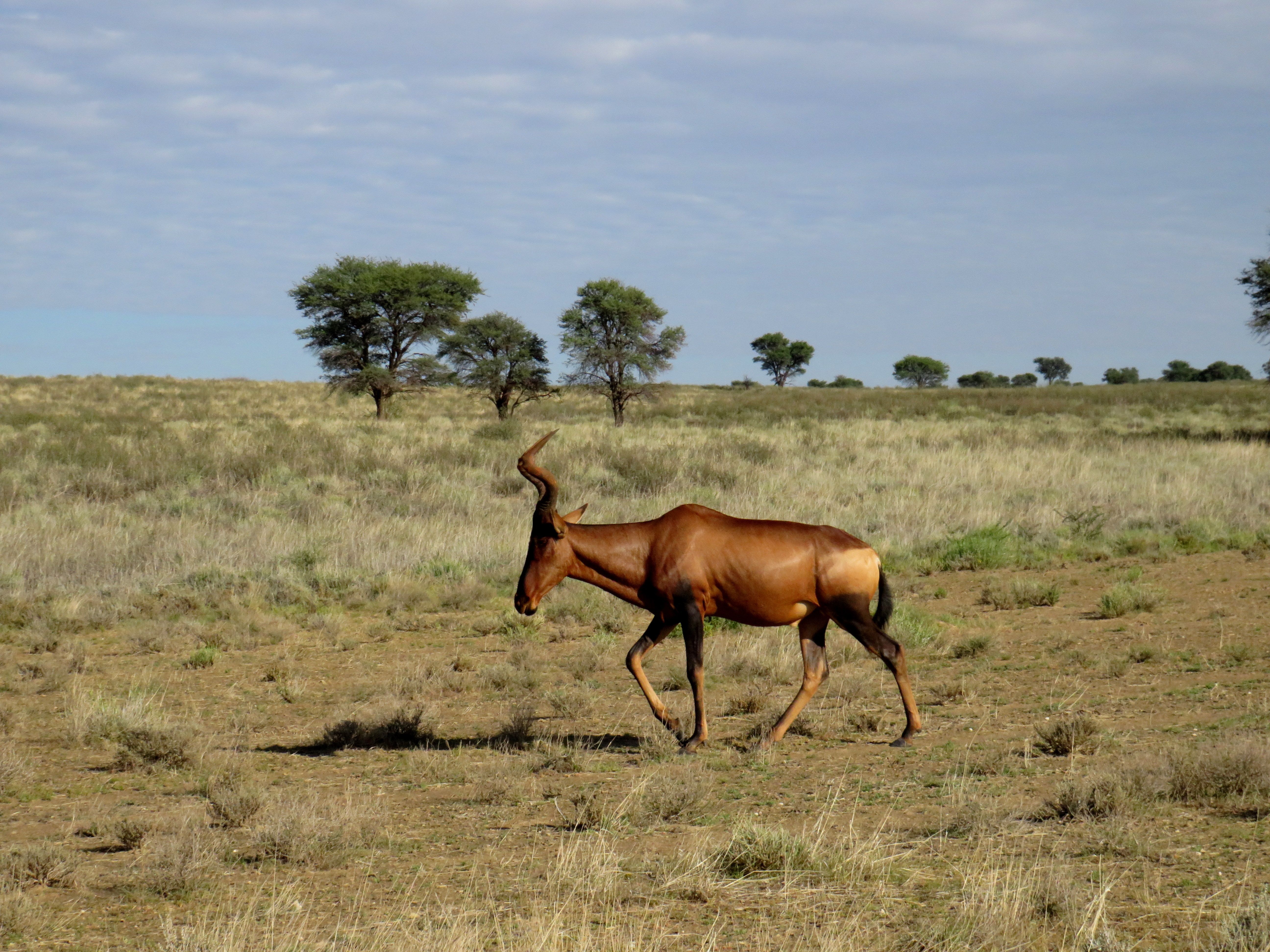 A solitary hartebeest grazes in the open grasslands of Kalahari, South Africa.