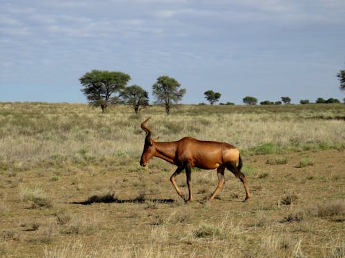 antilop, çimenlik, hayvan içeren Ücretsiz stok fotoğraf