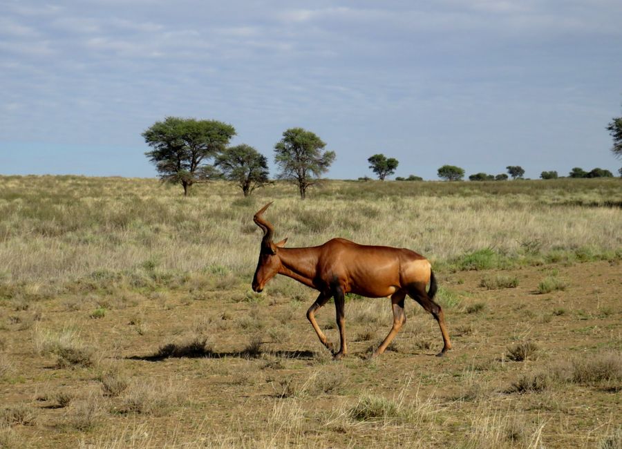 A solitary hartebeest grazes in the open grasslands of Kalahari, South Africa.