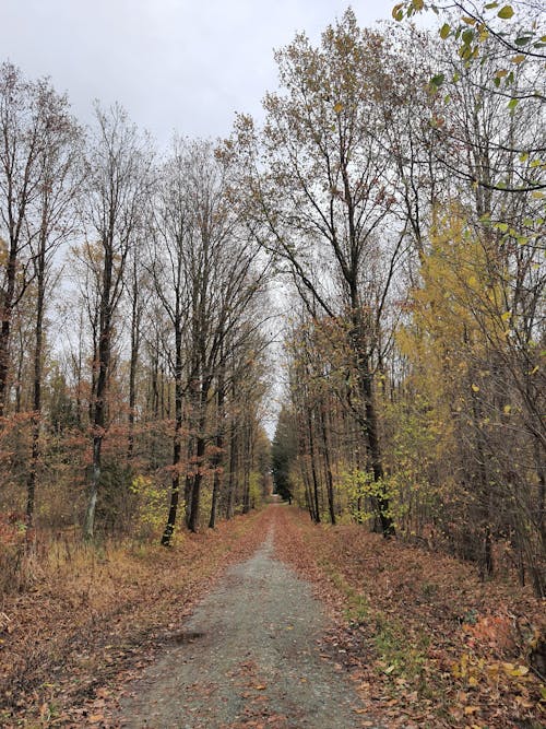 Photos gratuites de arbres, arrière-plan, automne