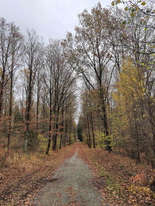 Free Explore a tranquil autumn pathway surrounded by vibrant fall foliage in a serene Polish forest scene. Stock Photo