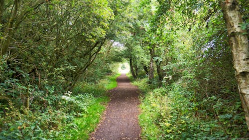 Free stock photo of country lane, green, landscape Stock Photo
