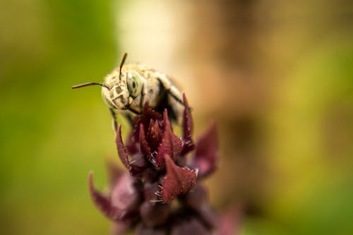 無料 紫の花にとまる白い蜂の選択的焦点写真 写真素材