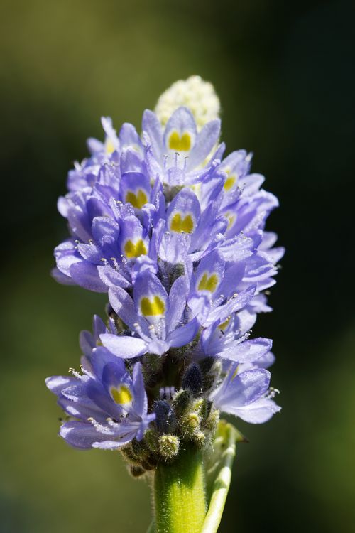 Free Stunning close-up of a purple pickerelweed flower showcasing intricate details and vibrant colors. Stock Photo