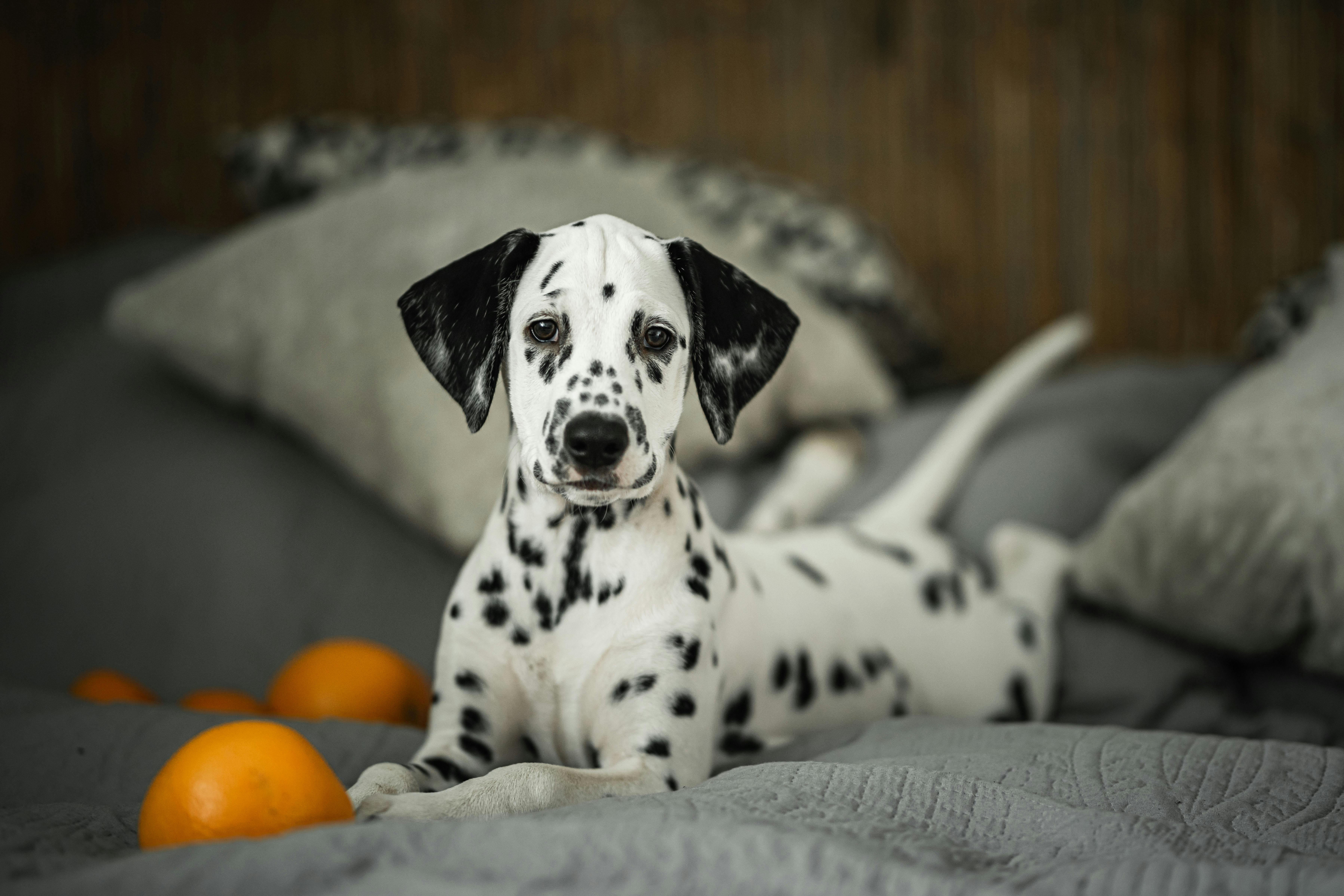Do Dalmatians Shed?