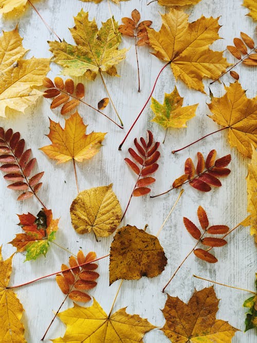 Foto profissional grátis de conhecimento, cores de outono, folhas secas