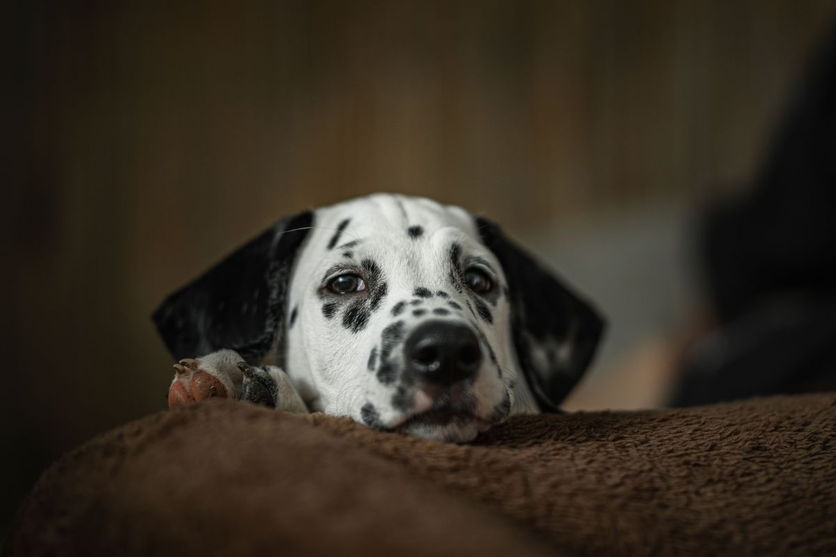 Dog resting on a soft blanket indoors