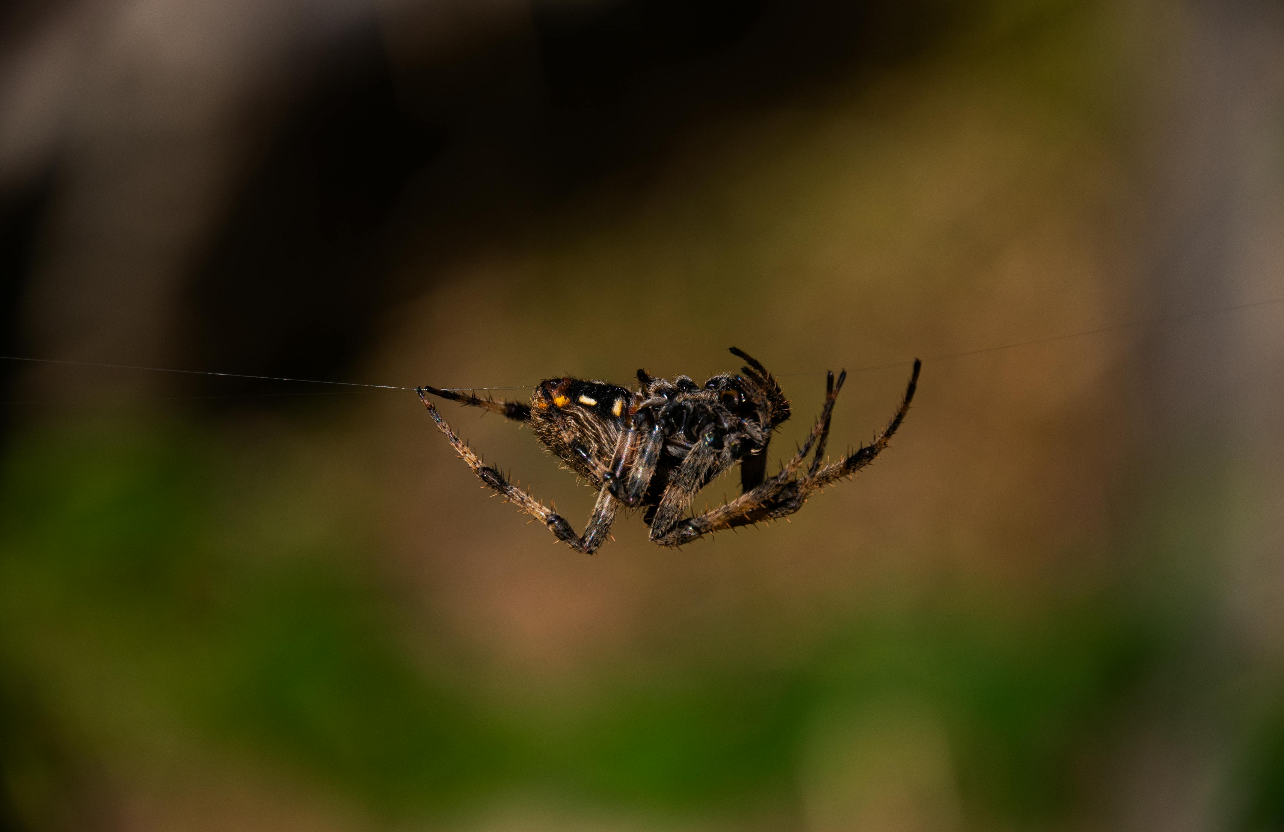What animal do spiders fear most?