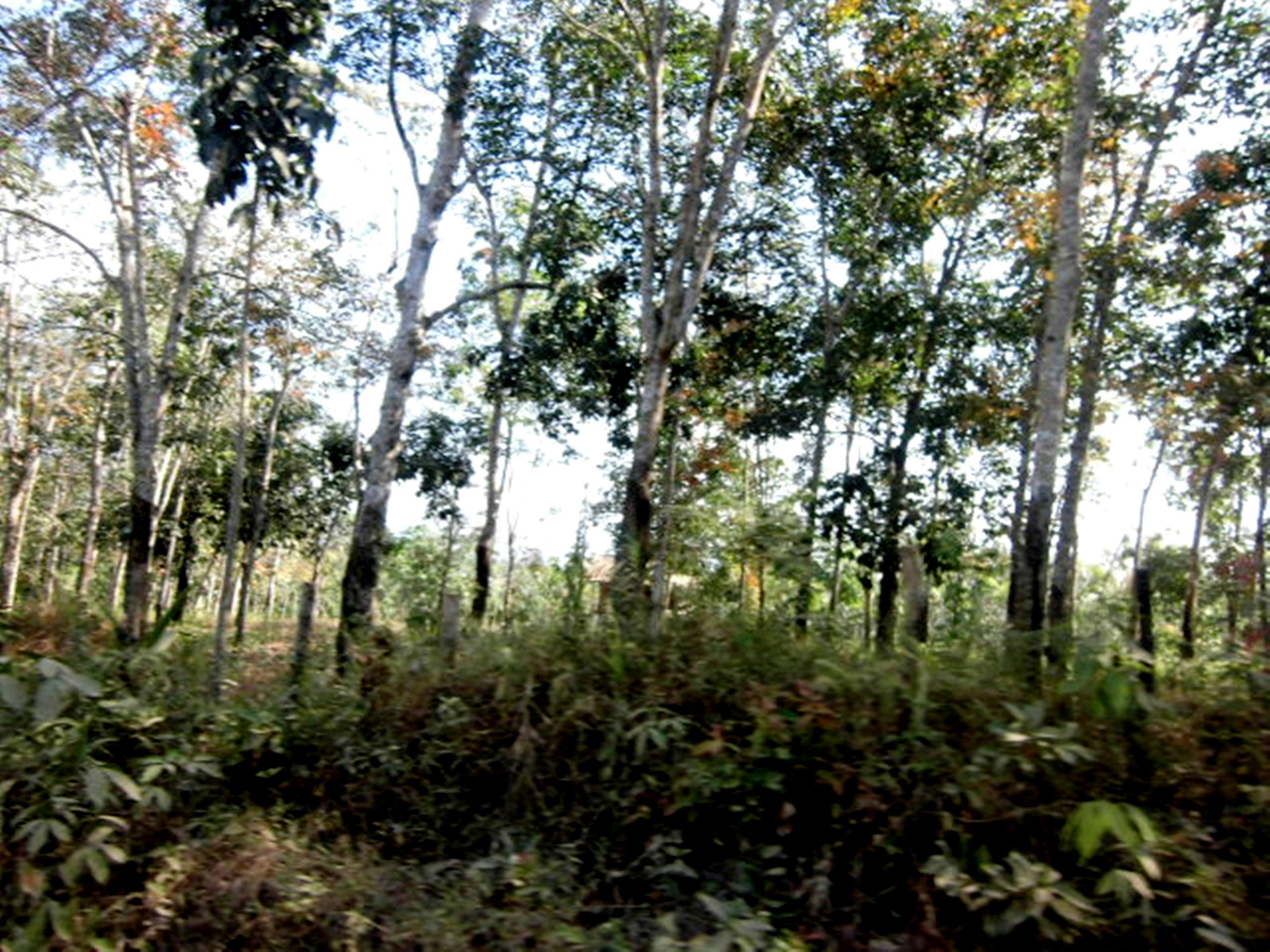 Free stock photo of rubber plants, Rubber Trees