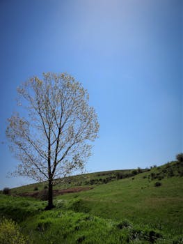 A lone tree stands amidst lush fields under a vibrant blue sky in Soria, Spain.