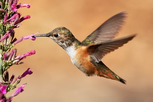 A Hummingbird Feeding on a Flower