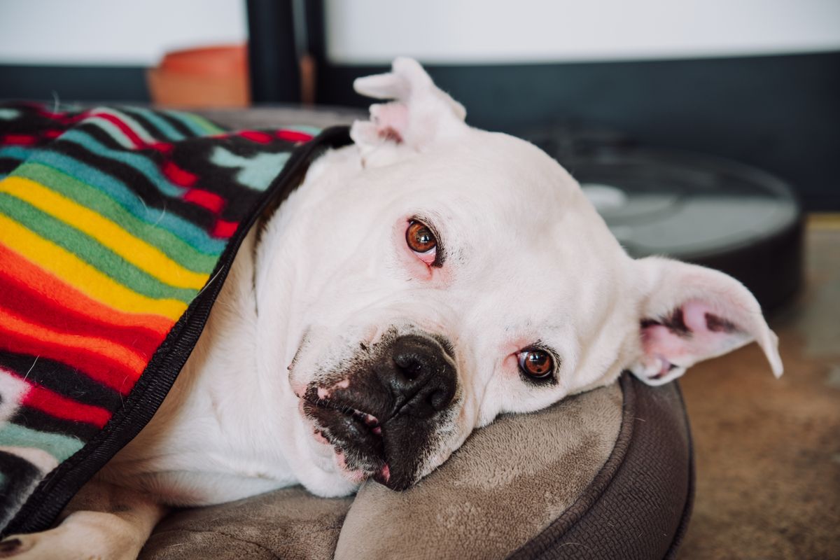 A senior dog resting on a blanket shows the skin comfort side of overnight moisture management.