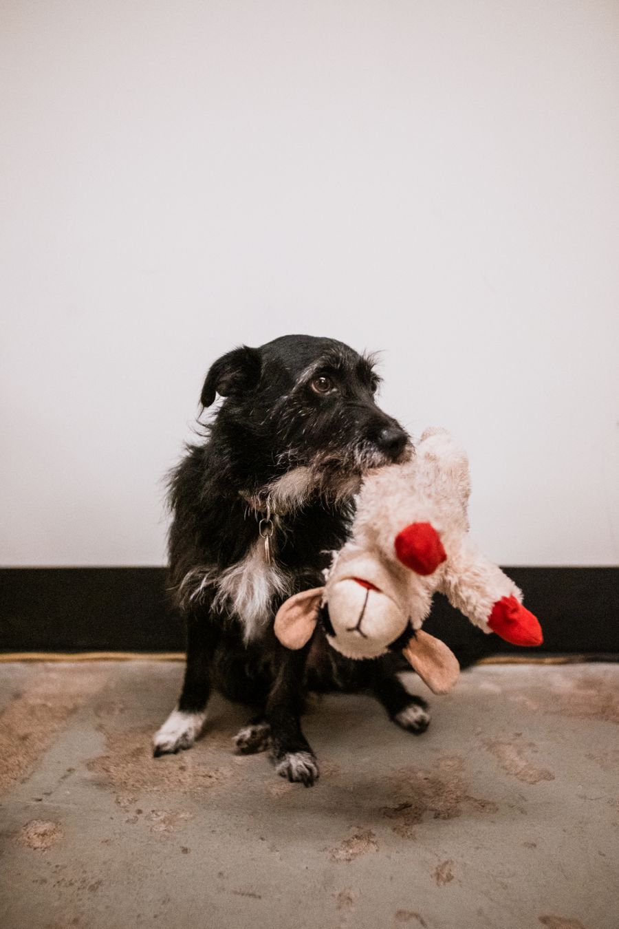 A dog carrying a soft stuffed toy
