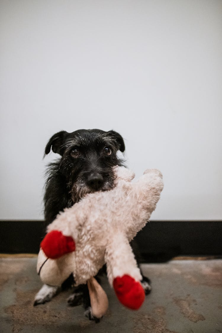 Photo Of A Black Dog With A Stuffed Toy