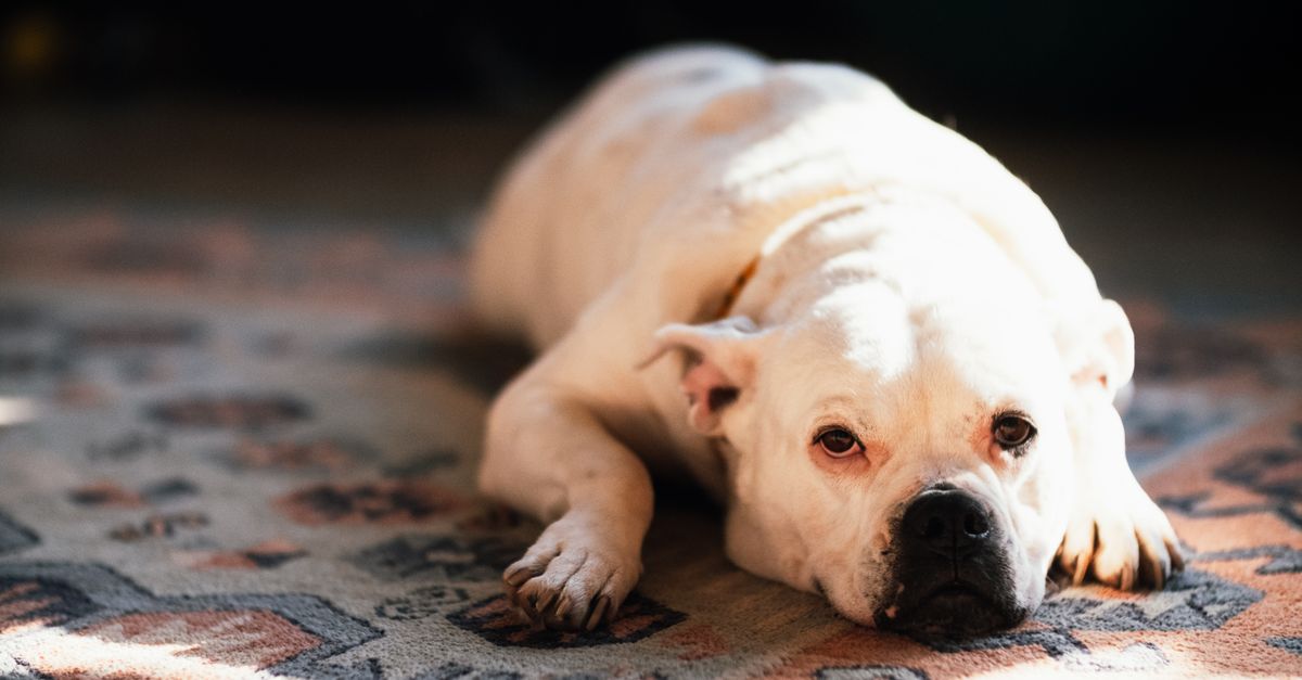 Quel tapis choisir quand on a un chien ou un chat ?