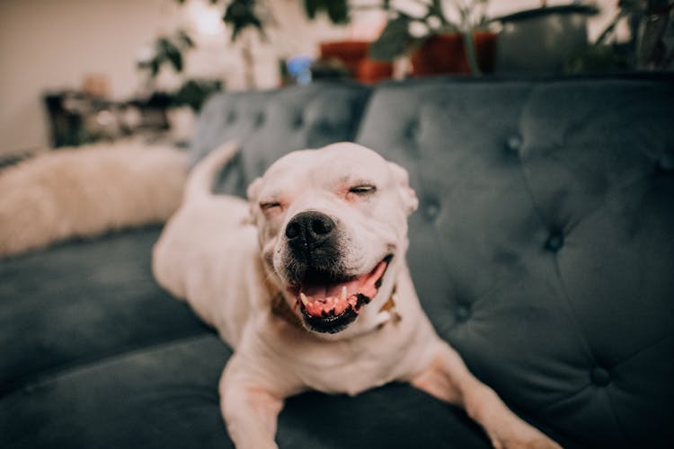 A Dog On A Couch