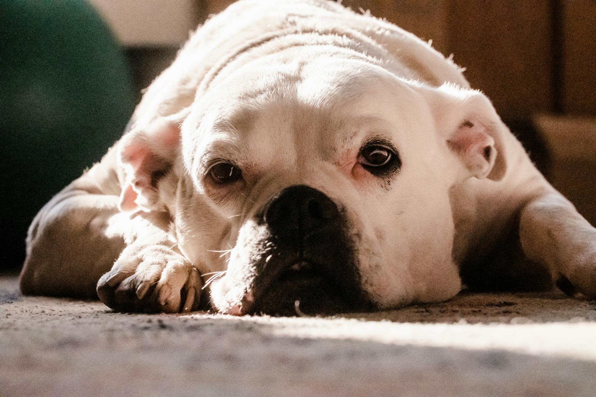 Une photo en gros plan d'un bouledogue américain blanc