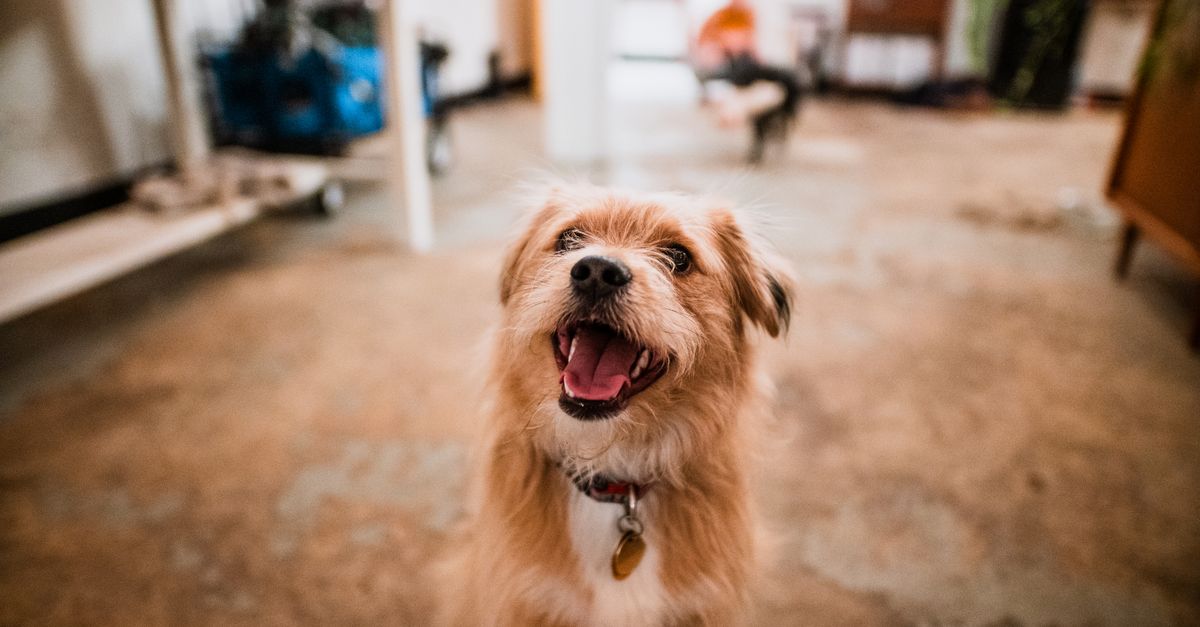 How to Introduce a New Pet to Your Home