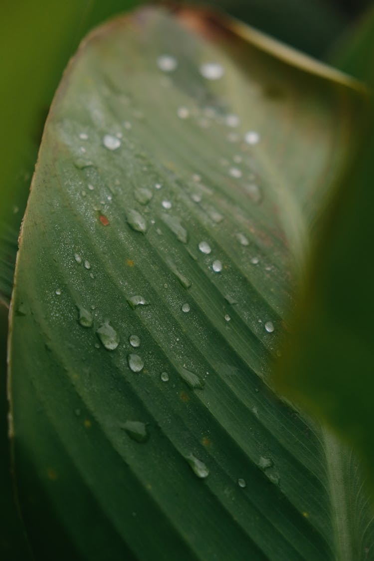 Water Droplets On Green Leaf