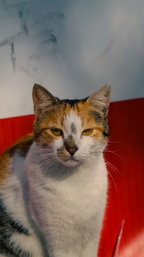 Close-Up Shot of a Calico Cat 
