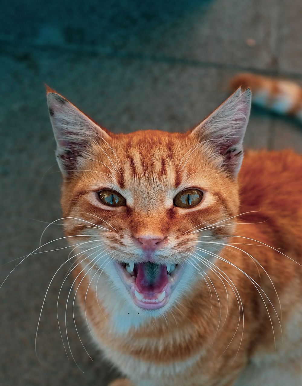 Orange tabby cat vocalizing in close-up