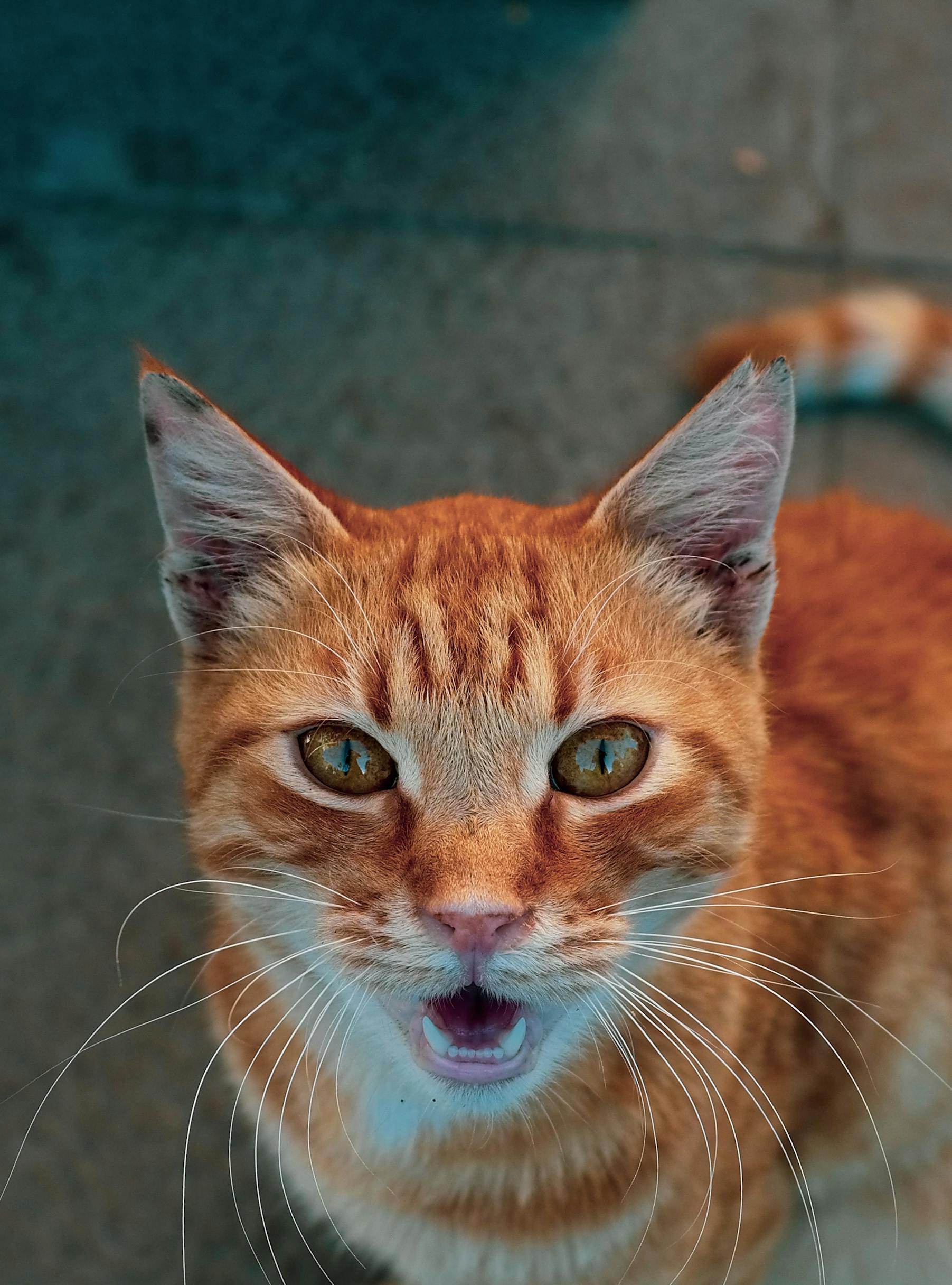 1,600+ Ginger Cat Meow Stock Photos, Pictures & Royalty-Free
