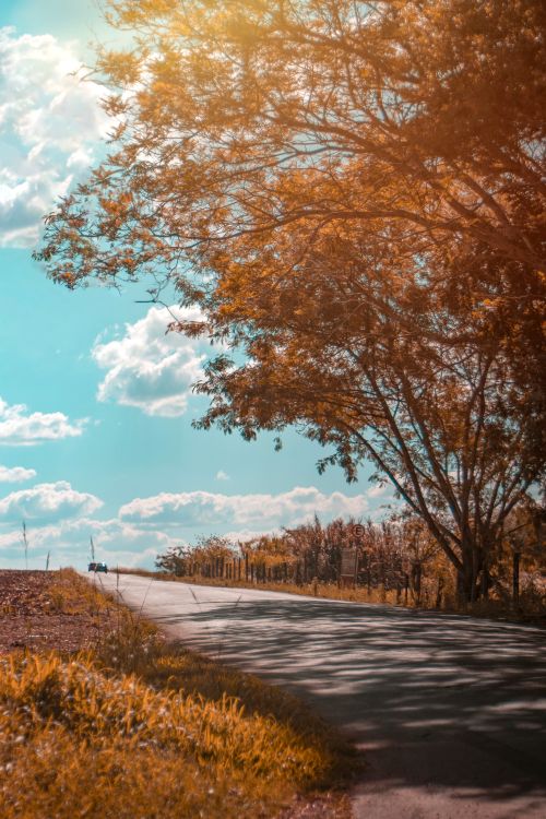 Free A peaceful countryside road lined with trees and a blue sky overhead, creating a tranquil setting. Stock Photo