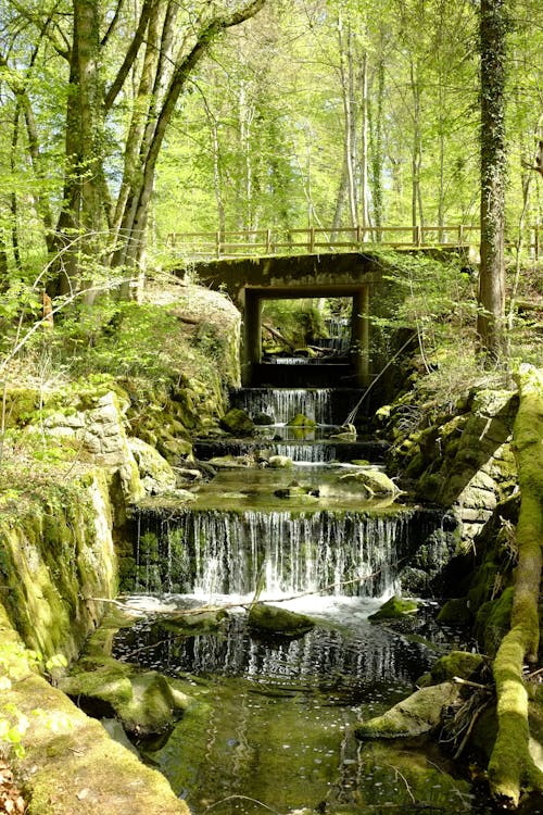 Ilmainen kuvapankkikuva tunnisteilla joki, luonto, metsä