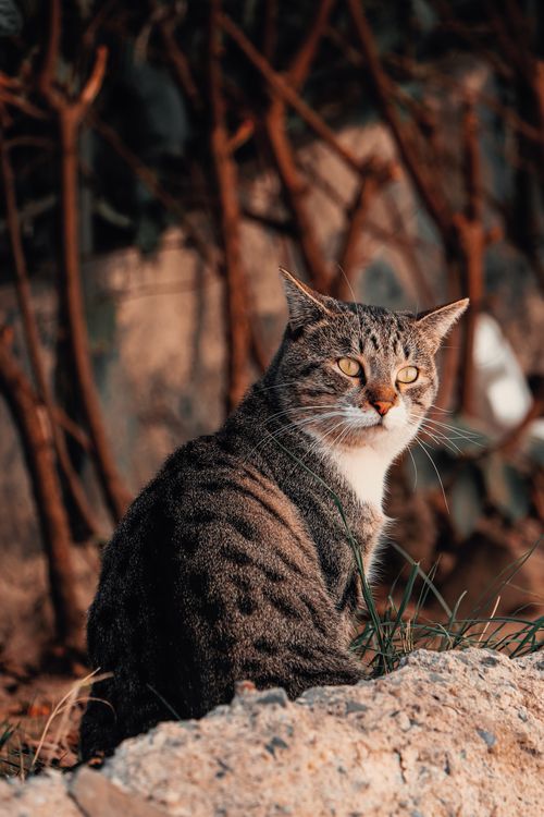 Free A captivating tabby cat sitting gracefully on a stone wall in an outdoor setting. Stock Photo