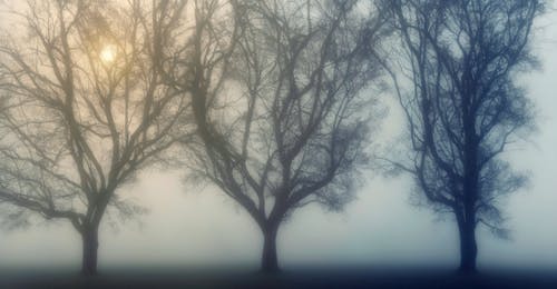 A Silhouette of Trees during a Foggy Day