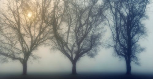 Photos gratuites de arbres, brume, brumeux