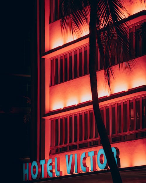 Silhouette of Palm Tree Beside the Illuminated Building