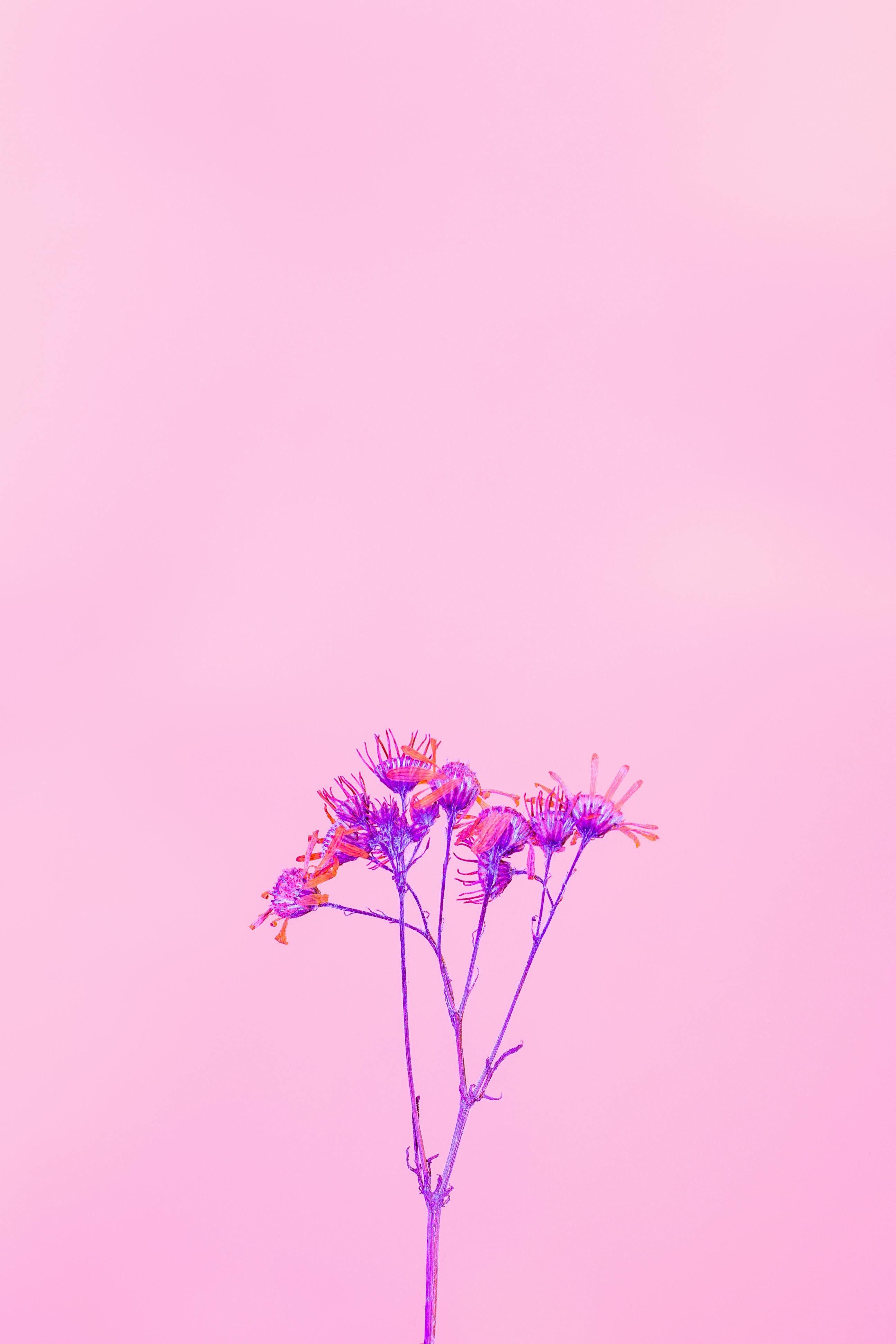 免費 紫丁香牆上的紫色花朵 圖庫相片