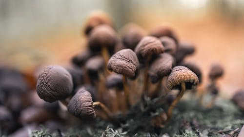 Close Up Photo of Bunch of Brown Mushrooms