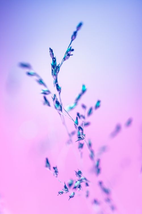 Free A captivating abstract botanical art piece featuring delicate plant stems in pastel hues. Stock Photo